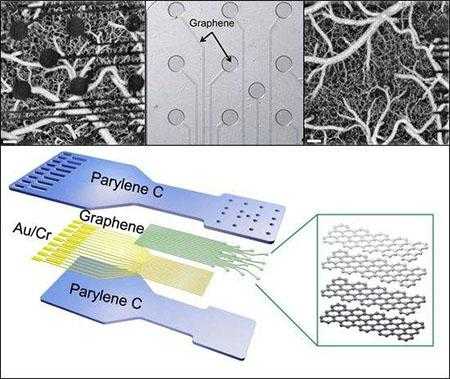 石墨烯蚕丝传感器（石墨烯传感器工作原理）
