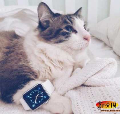 猫星什么意思？喵星智能手表多少钱