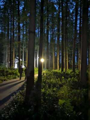 怎么拍大树夜景（怎样拍树林）