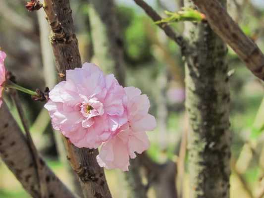 包含佳能拍樱花用什么滤镜的词条