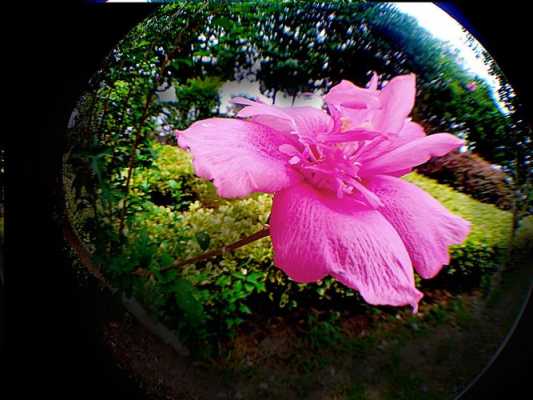 照花用什么滤镜（拍花用什么镜头）